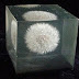 1960's Dandylion puff ball in lucite paperweight.