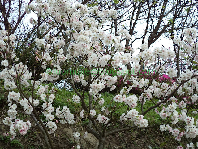 Yangmingshan cherry blossom