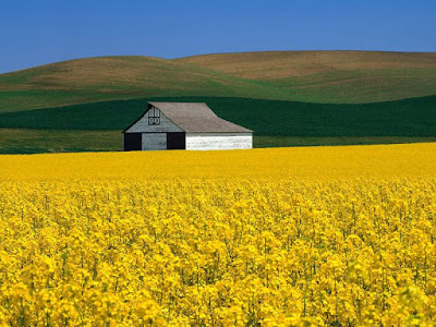alone house in yellow grass