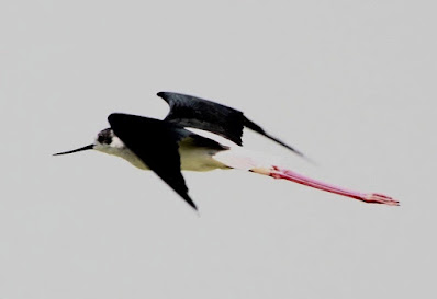 "Black-Winged Stilt, flying, not observed in June probably go down to the plains to breed."