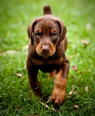 doberman05