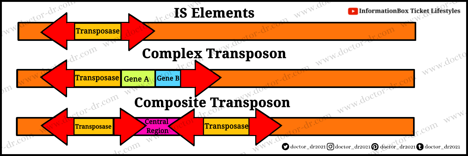 Transposable Elements- Definition, Types, Examples, Applications