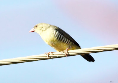 Green Avadavat - resident