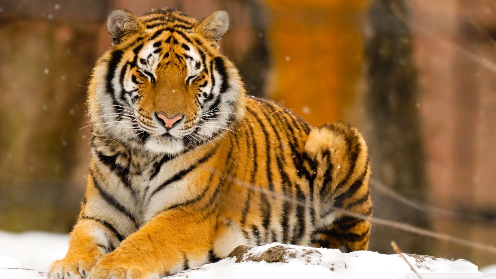 Top 35 Most Beautiful Tiger Wallpapers HD Wallpapers Download Free Images Wallpaper [wallpaper981.blogspot.com]