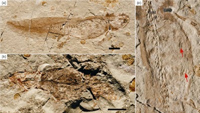 http://sciencythoughts.blogspot.co.uk/2013/06/stomach-contents-in-jurassic-salamanders.html