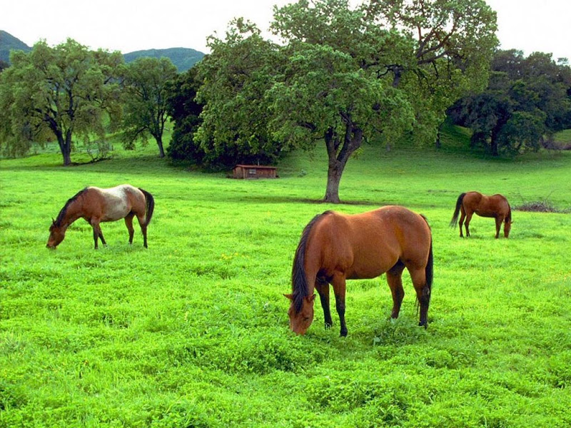 Horse - Beautiful Desktop WallPapers Seen On www.coolpicturegallery.us