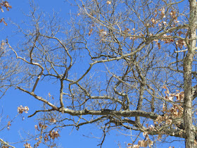 blue sky through oak branches