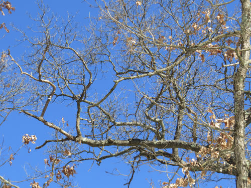 blue sky through oak branches