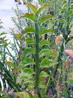 Pantouflier - Pantoufle - Euphorbia tithymaloides
