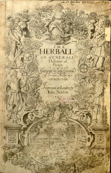 Описание картофеля в книге Джона Джерарда «The Herball or General History of Plantes» (1597 год)