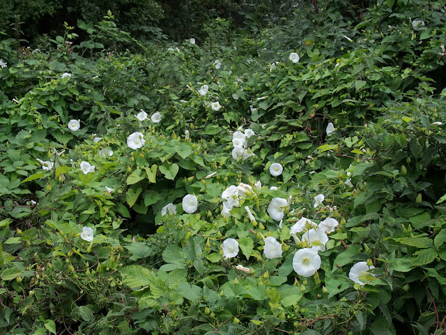 Bank of convolvulus in flower