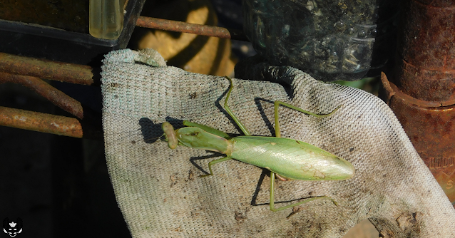 カマキリ(蟷螂/鎌切)mantis