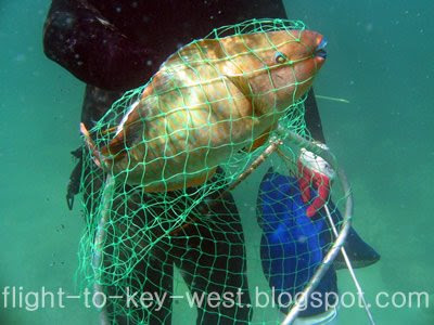 Pictures Of Parrot Fish - Free Parrot Fish pictures 