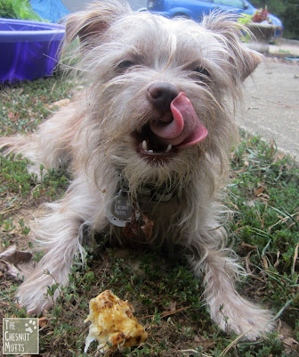 Bailey licking her lips after eating a redbarn woolly bully