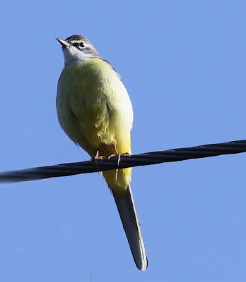 "Gray Wagtail, sitting on a cable."