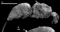 http://sciencythoughts.blogspot.co.uk/2013/08/a-chalcid-wasp-from-early-cretaceous-of.html