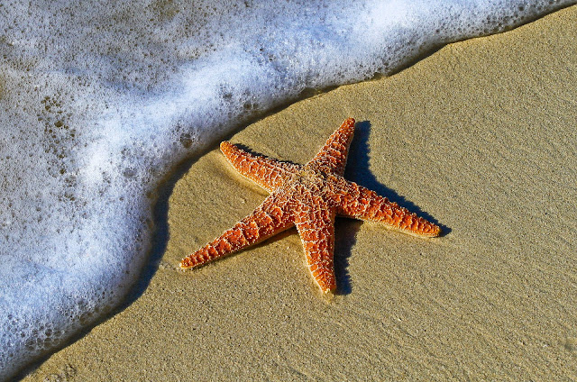 Image of a Starfish on the Beach