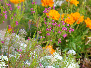 Brezo rosa (Erica gracilis L.).