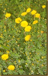 flowers06