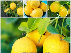 Cara Gampang Menanam Buah Lemon Di Pekarangan Rumah