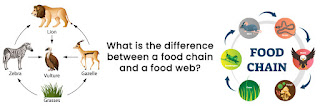 difference between a food chain and a food web