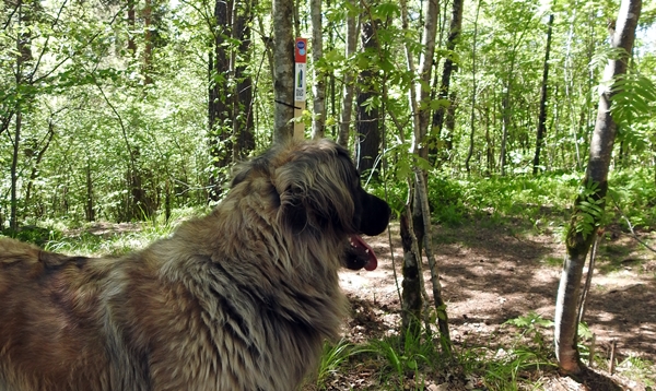 leonberger stolpejakt