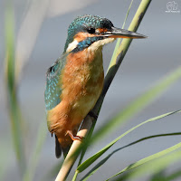 Martín pescador común (Alcedo atthis)