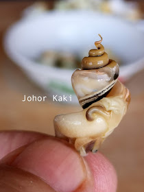 Gong Gong Sea Snail