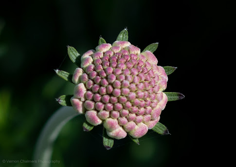 Tiny Flower with Canon EOS 70D / EF 85mm f/1.8 USM lens (Aperture f/4) :  Milnerton, Cape Town