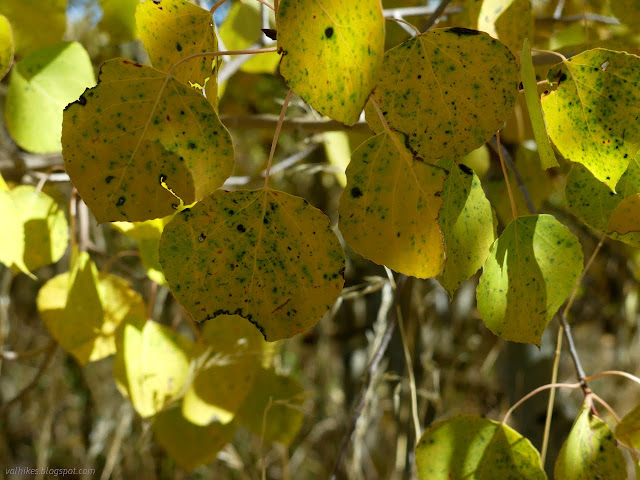 28: green spots on yellow