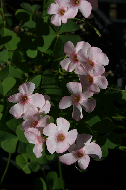 Oxalis articulata subsp. rubra 'Pink Dream'