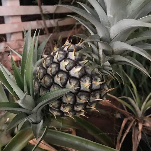 Pineapple