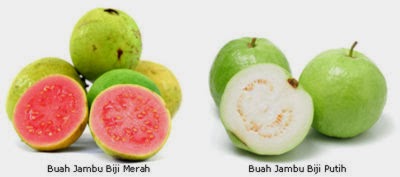 Macam Macam Jenis Jambu  Biji  Manfaat  Buah  Buahan