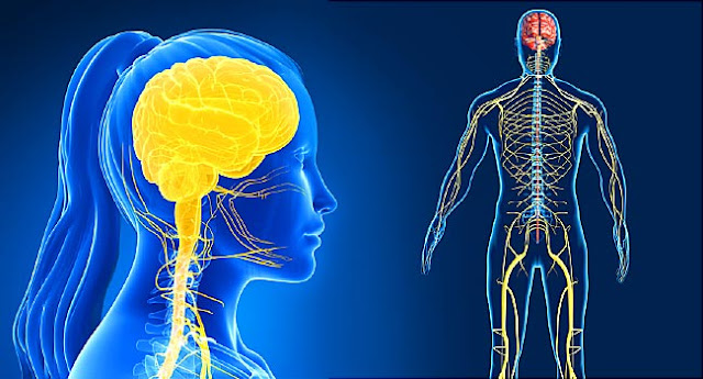 glial cells,ependymal cells,satellite cells,neuroglia,neuroglial cells,microglial cells,neuroglia cells,schwann cells,neuroglial cells function,types of glial cells,glial cells and neurons,glia cells,glial cells histology,radial glial cells,glial cells quizlet,non neural cells,glial cells crash course,glial cells fucntion,glial cells animation,how to increase glial cells,neuroglia types,cells,what are the different glial cells,types of neuroglia,neuroglia vs neurons,neuroglia crash course