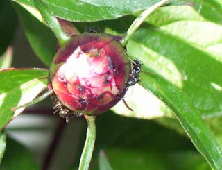 The ants have a job to do opening up these peonies.