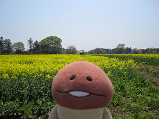 Namiki Gelato Canola Flower Field　ナミキジェラート　菜の花畑