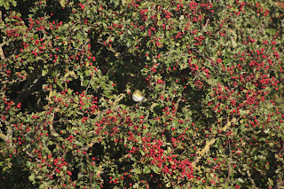 Wood Warbler