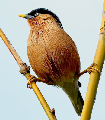 "Brahminy Starling - Sturnia pagodarum. resident perched on bamboo shoots."