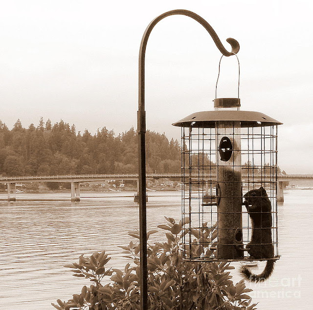 Squirrel In Bird Feeder