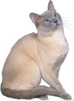 Cat Breeds, Treatments Tonkinese, Cat Pretty