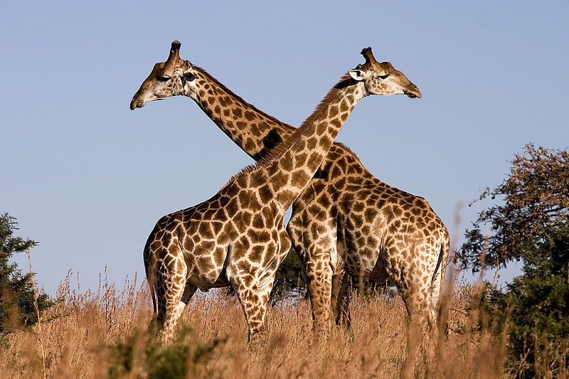 pictures of giraffes in africa.  Giraffes are found in parts of Africa 