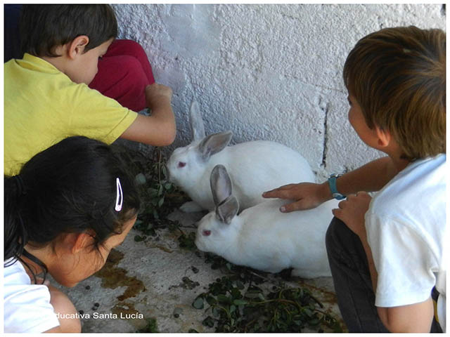 En el corral de los conejos- Chacra Educativa Sta. Lucía