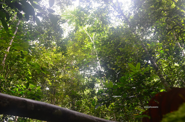 Hutan  Monkairi di sekitar Batu Lima Homestay Raja Ampat ⒸJelajahsuwanto