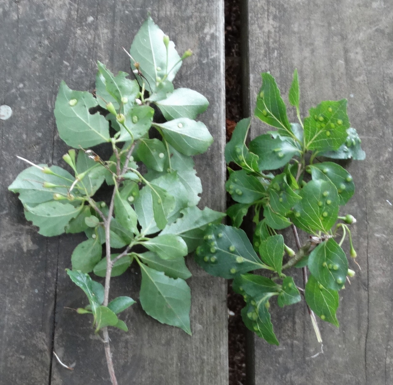 故有事 エゴノキの虫こぶ One Of Galls Of Japanese Snowbell