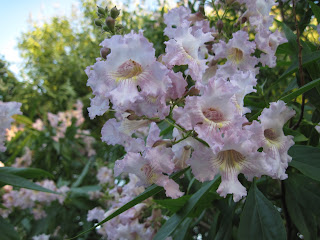 Pale pinkish tree blossoms.