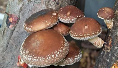 Scope of Mushroom Business in Tamil Nadu