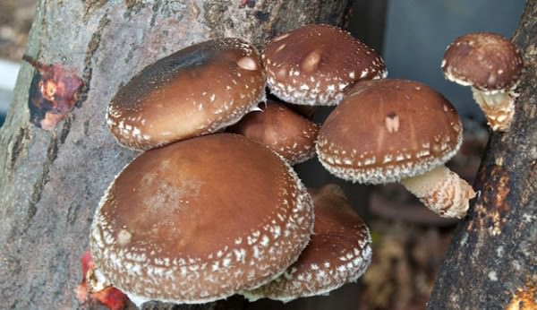 Scope of Mushroom Business in Tamil Nadu | Mushroom cultivation | Biobritte mushroom center