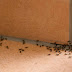 Effective Ways to Get Rid of Ants : A Comprehensive Guide