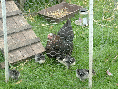 Photo of a Pekin bantam hen and four black and white chicks on grass