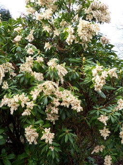 pieris,pieris forresti, pieris bush, forest flame